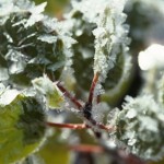 protect-garden-from-frost-and-freeze