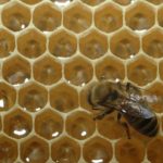 Honeybee_nest_cells_nectar_becoming_honey_DP105
